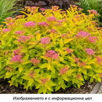 Spiraea japonica 'Goldmound'