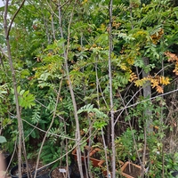 Sorbus aucuparia (Офика)
