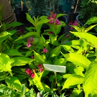 Weigela florida ‘Olympiade’