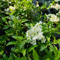 Solanum jasminoides (Картофен жасмин)