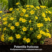 Potentilla fruticosa (Храстовиден очиболец)