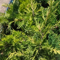 Juniperus horizontalis 'Lime Glow'