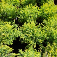 Thuja occidentalis 'Rheingold'