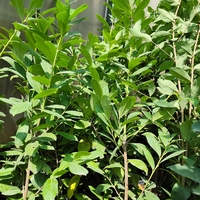 Prunus laurocerasus