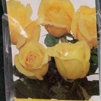 Храстовидна роза на гол корен