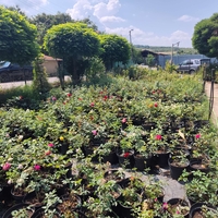Rosa (Храстовидна роза) МИКС
