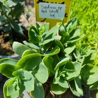 Sedum 'Hot Stuff'