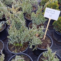 Juniperus squamata Blue Carpet