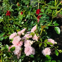 Rosa Mini (Мини роза)