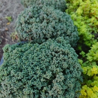 Sedum dasyphyllum (Дребнолистен седум)