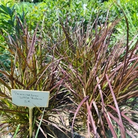 Pennisetum setaceum 'Rubrum'