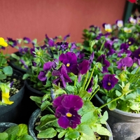 Viola × wittrockiana (Градинска теменужка)
