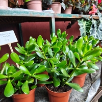 Crassula ovata ( дървото на живота )