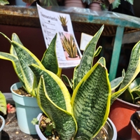 Dracaena trifasciata (Сансевиера)