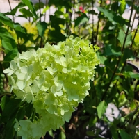 Hydrangea paniculata 'Bonfire'