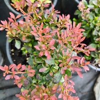 Berberis thunbergii 'Bagatelle'
