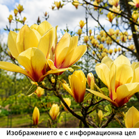 Magnolia 'Sunsation' Дървовидна
