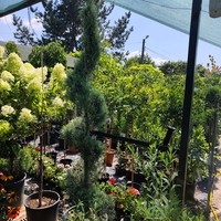 Топиар спирала Cupressus arizonica