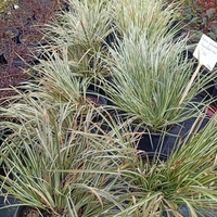 Acorus gramineus Argenteostriatus