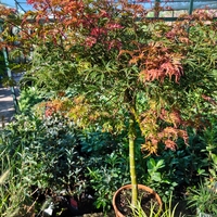 Acer palmatum ‘Heartbeat Red’
