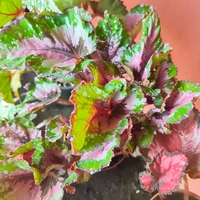 Begonia rex (Бегония рекс)