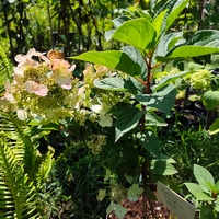 Hydrangea paniculata (Метличеста хортензия)