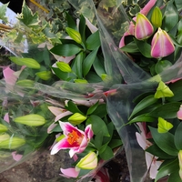 Lilium spp. (Лилиум / Лилия)