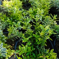 Euonymus japonicus ‘Microphyllus Aureovariegatus’ (Дребнолистен японски чашкодрян)
