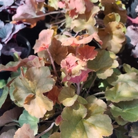 Heuchera