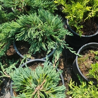 Juniperus horizontalis 'Wiltonii'