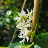 Trachelospermum jasminoides (Звездовиден жасмин)