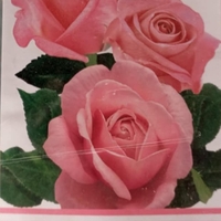 Храстовидна роза на гол корен