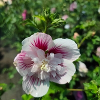 Hibiscus syriacus (Градински хибискус)