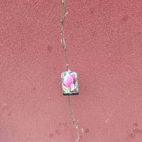 Magnolia soulangeana Lennei