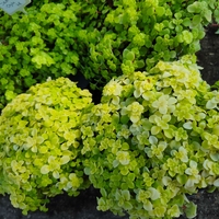 Sedum makinoi 'Ogon'