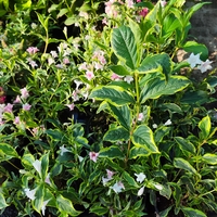 Weigela florida ‘Nana Variegata’