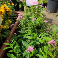 Spirаеа japonica Little Princess