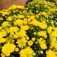 Chrysanthemum × morifolium (Градинска хризантема)
