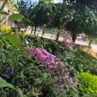 Buddleja davidii (Будлея, Пеперуден храст)