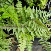 Dryopteris filix-mas (Мъжка папрат)
