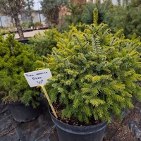 Picea omorika Nana