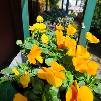 Viola × wittrockiana (Градинска теменужка)