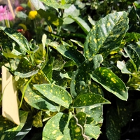 Aucuba japonica (Японска аукуба)
