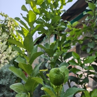 Citrus limon (Лимон)