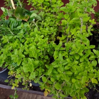Origanum vulgare ( риган )