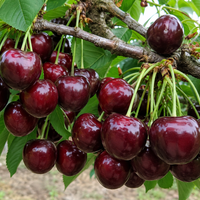 Prunus avium 'Germersdorfer' (Череша 'Гермерсдорфска')
