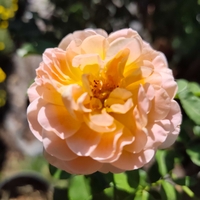 Rosa spp. – щамбова роза (Роза на присадка)