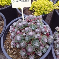 Sedum sp. Cape blanco