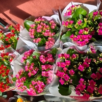 Kalanchoe blossfeldiana (Каланхое)
