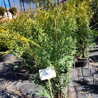 Thuja occidentalis Brabant